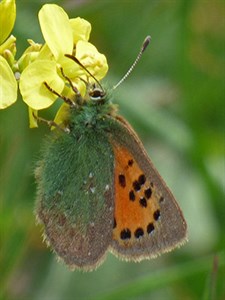 Provence Hairstreak - Tomares ballus © John Muddeman